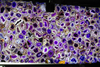 Amethyst Agate Semi-precious Stone